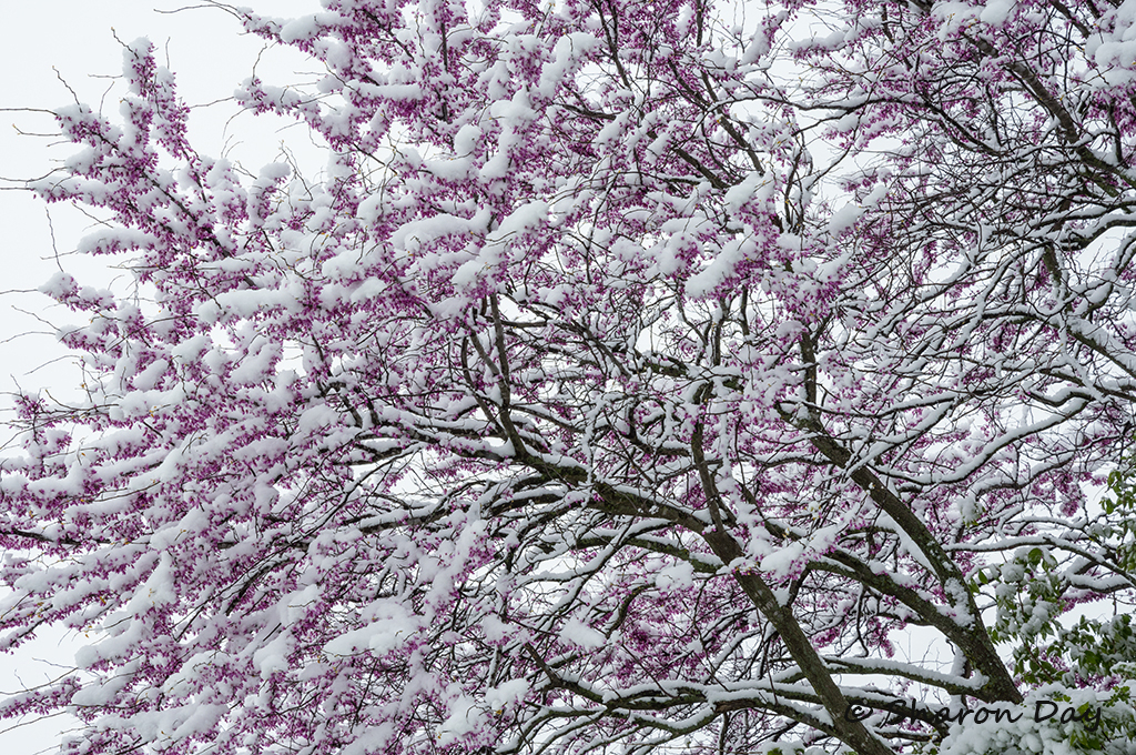 Spring Snowfall