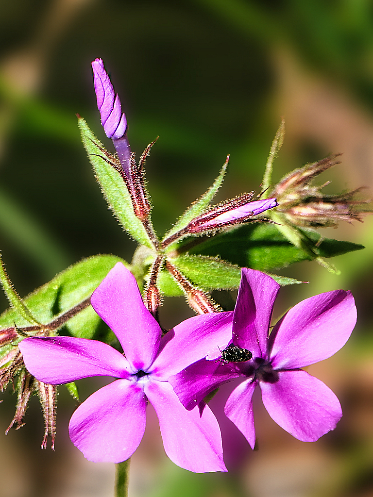 Wildflower - ID: 15916655 © Janet Criswell