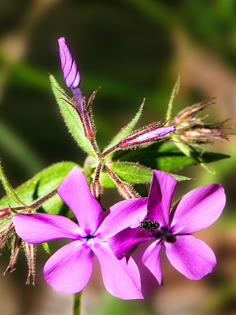 Wildflower