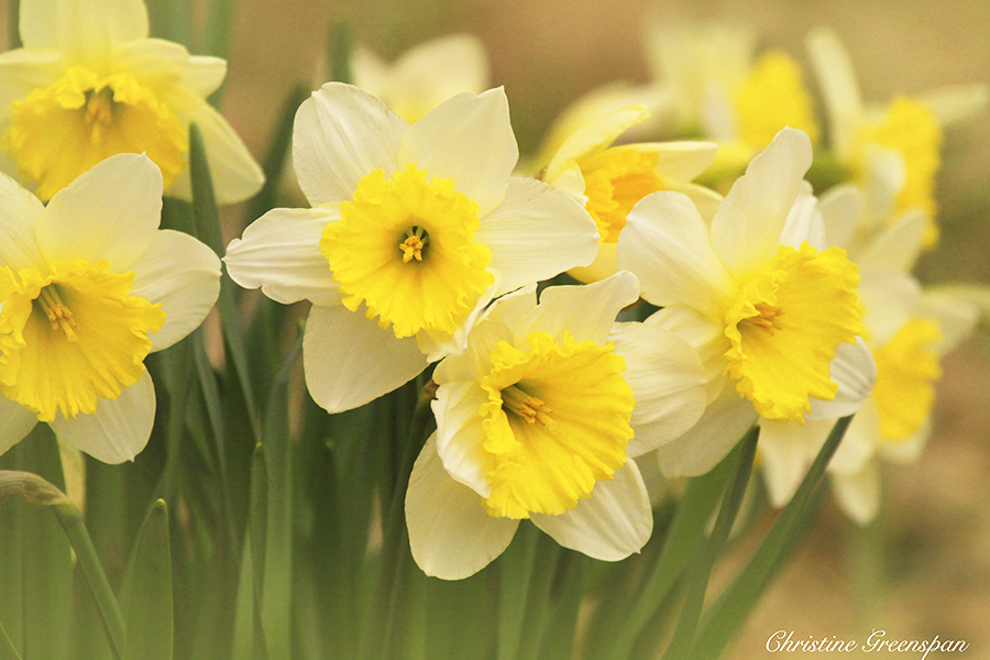 Daffodils