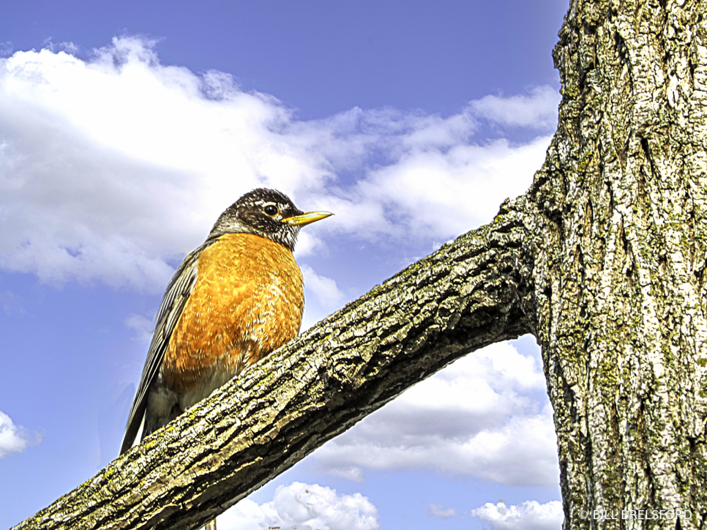 Spring and Robins