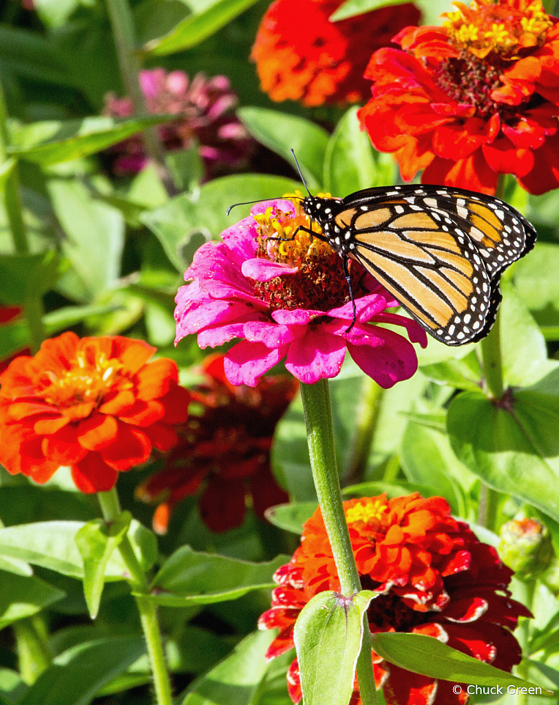 Monarch In The Garden