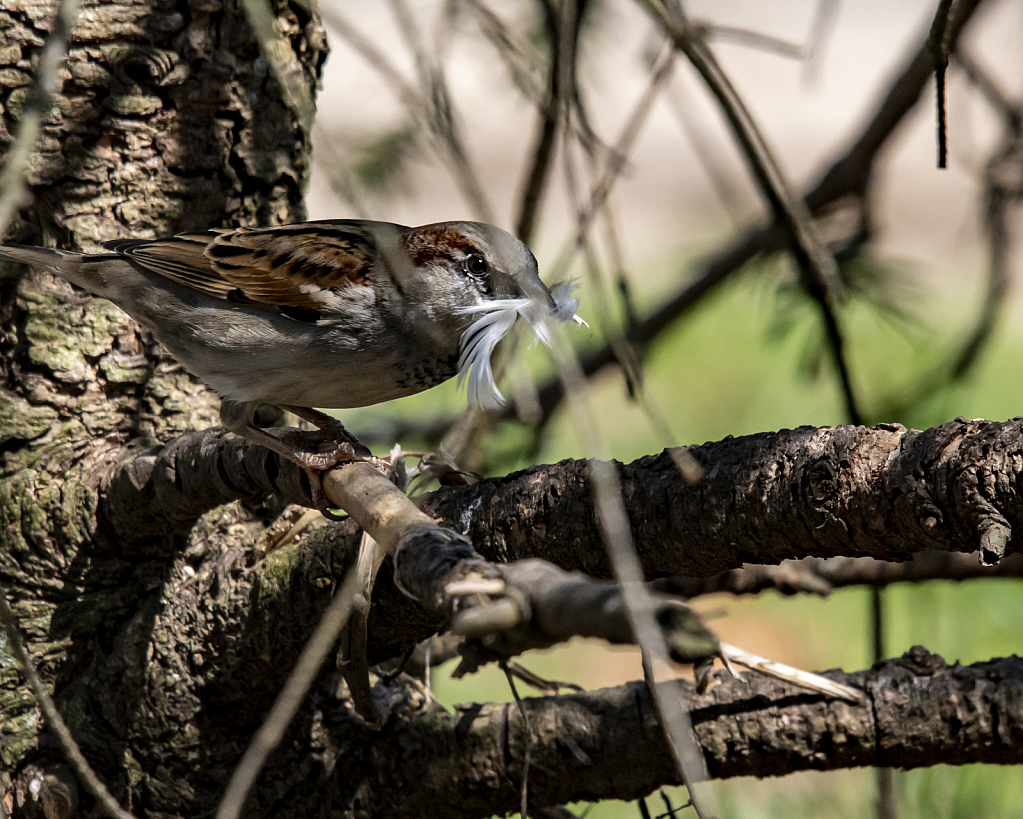 Nest Building Time