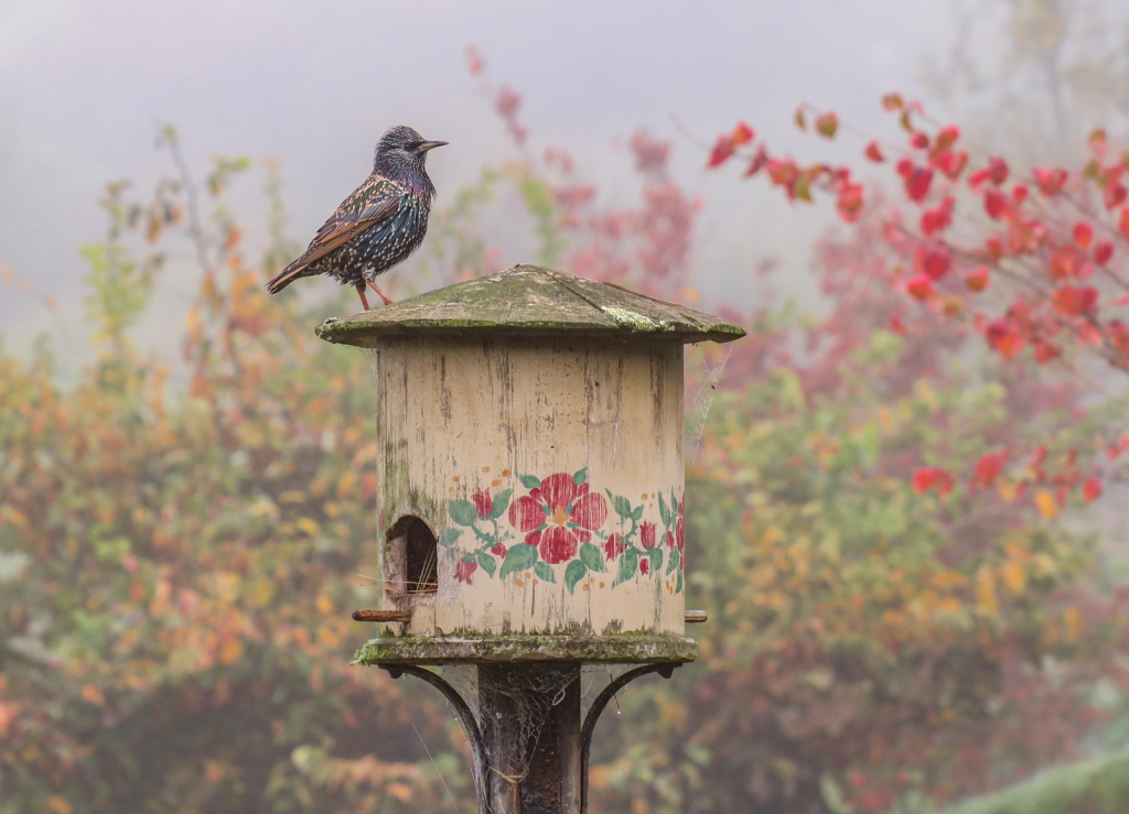 Hobbiton Starling - ID: 15916958 © Patricia A. Casey