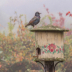 © Patricia A. Casey PhotoID # 15916958: Hobbiton Starling