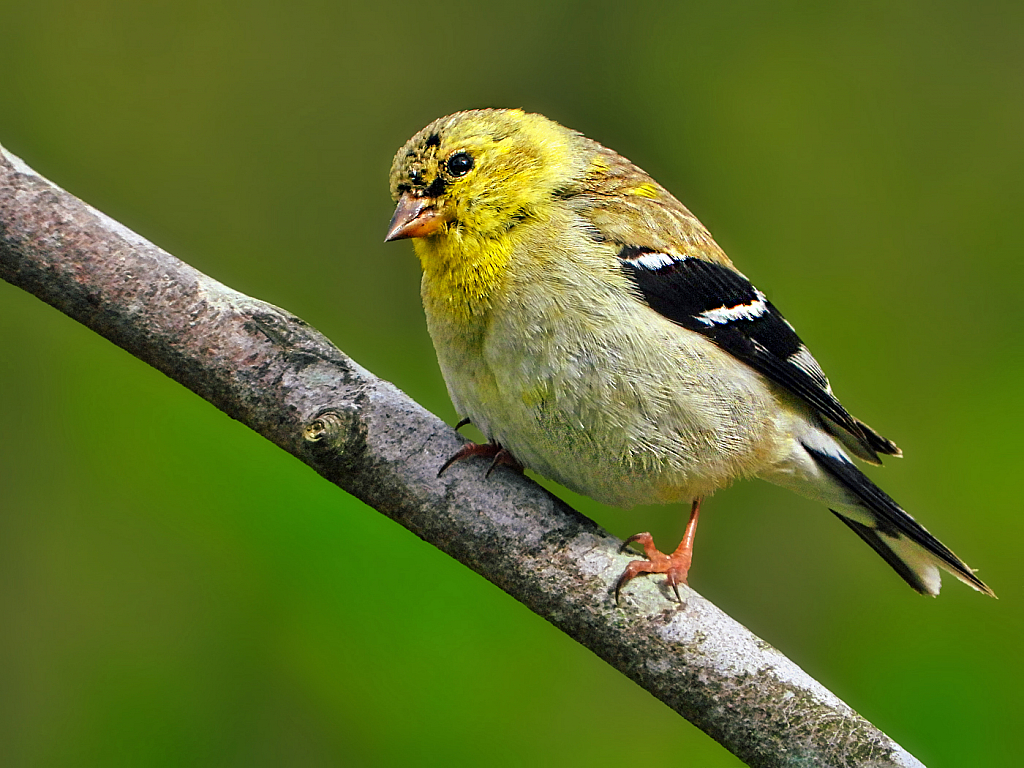 Goldfinch - ID: 15917031 © Janet Criswell