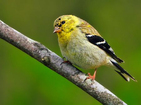 Goldfinch