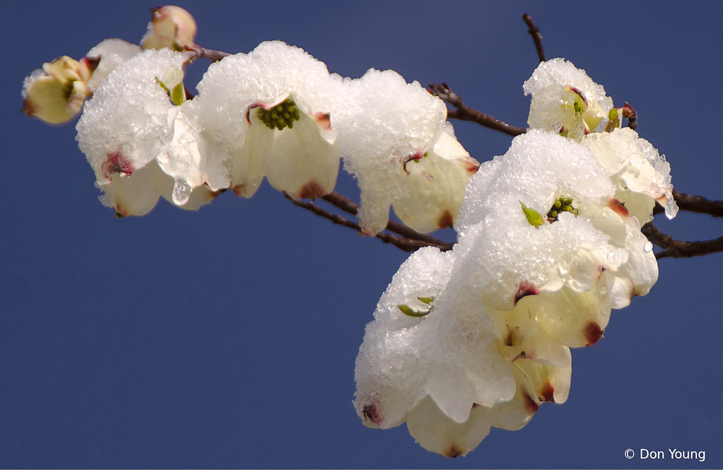 Ice On Dogwood - ID: 15917042 © Don Young