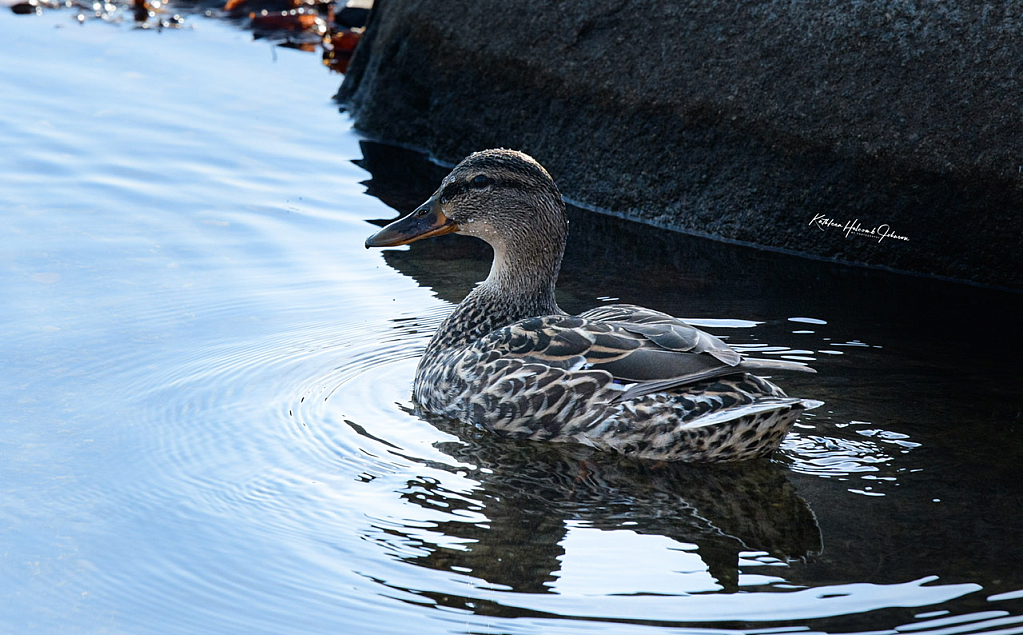 The Mrs - Mallard!