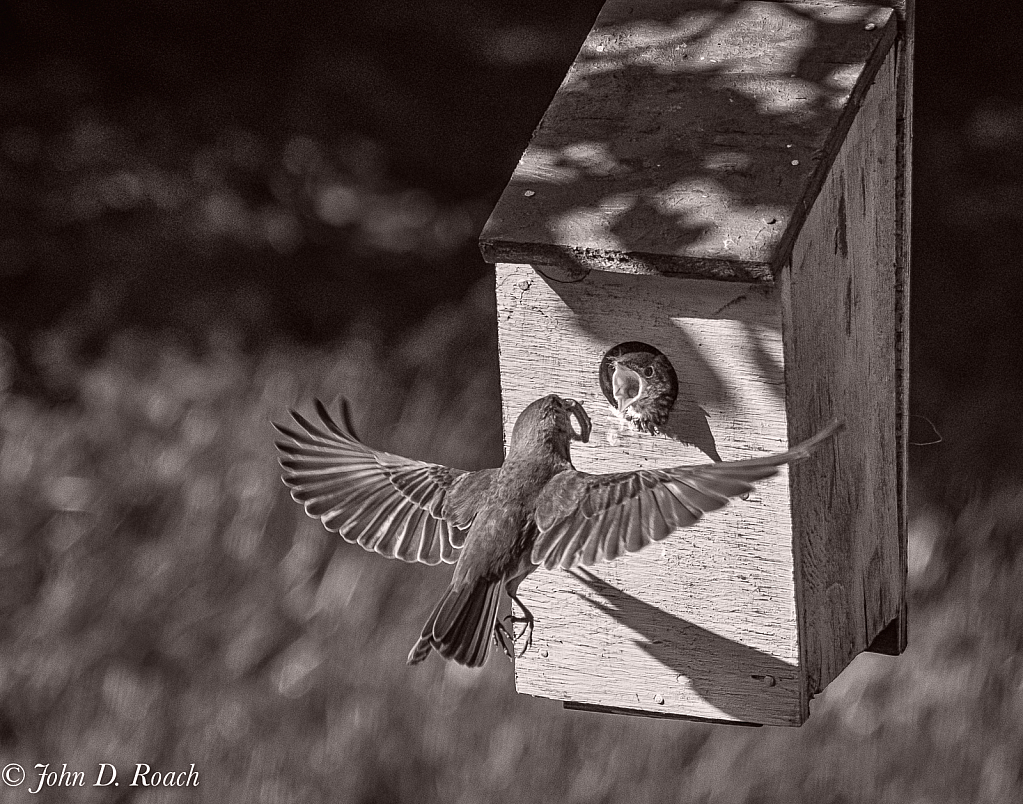 Bluebirds at Feeding Time #1 - ID: 15917062 © John D. Roach