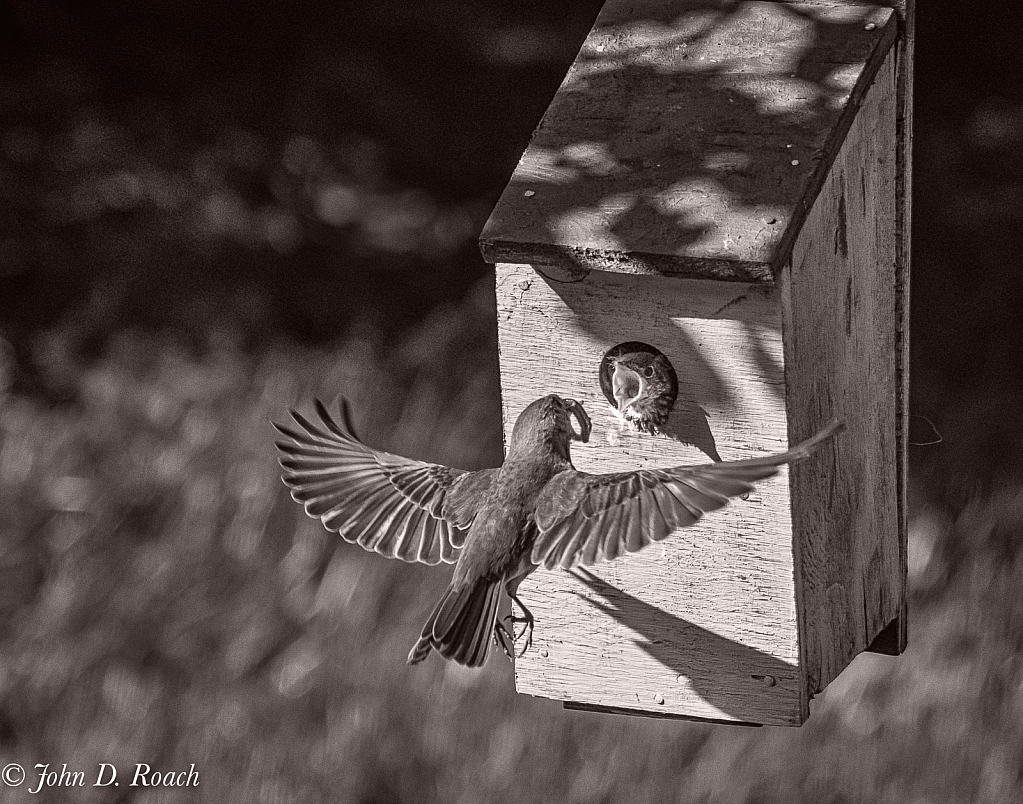 Bluebirds at Feeding Time #1