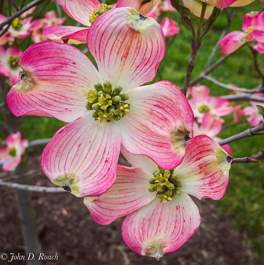 Dogwood Blossoms-1