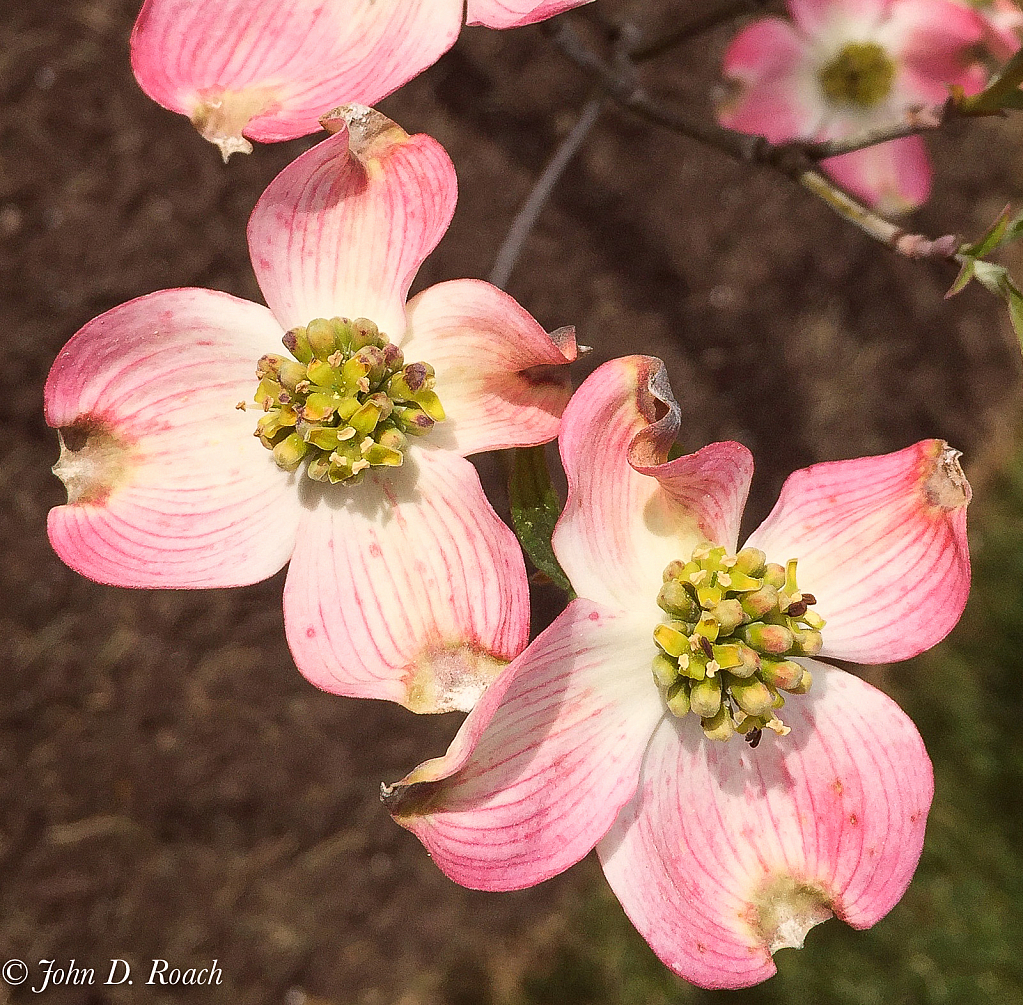 Dogwood Blossoms-2