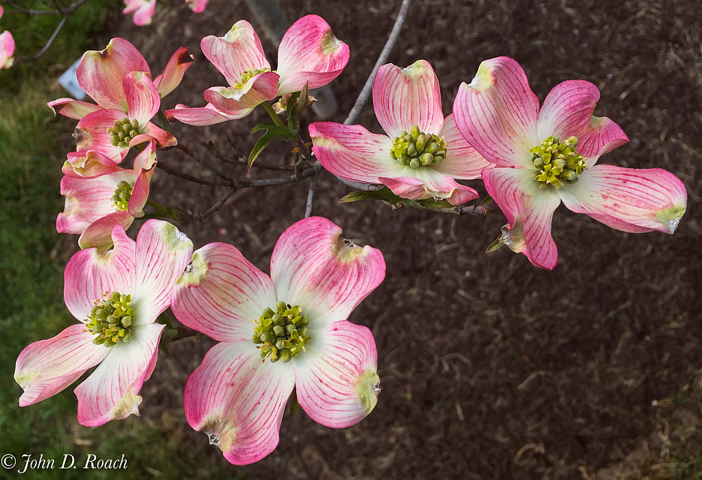 Dogwood Blossoms-3