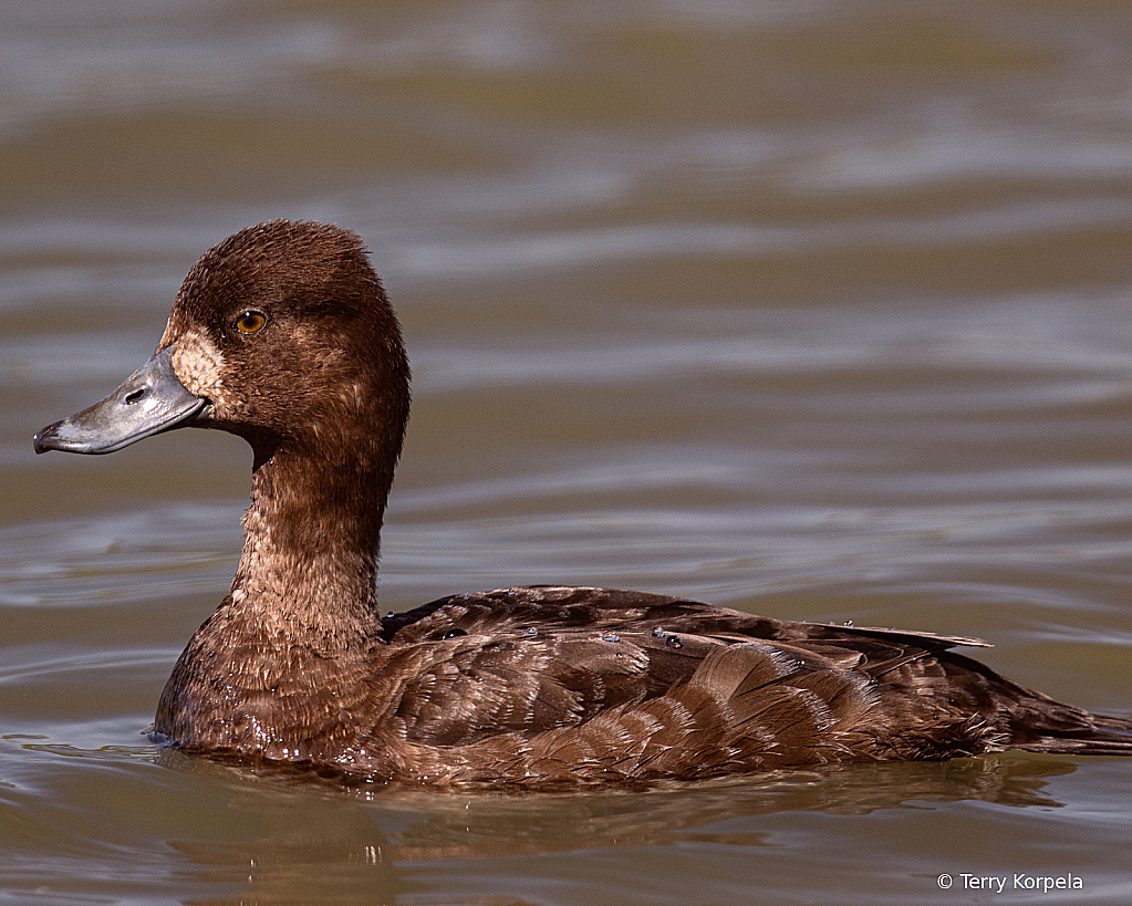 Greater Scaup (female)