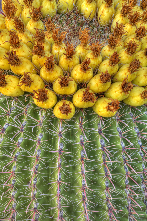 Cactus Fruit