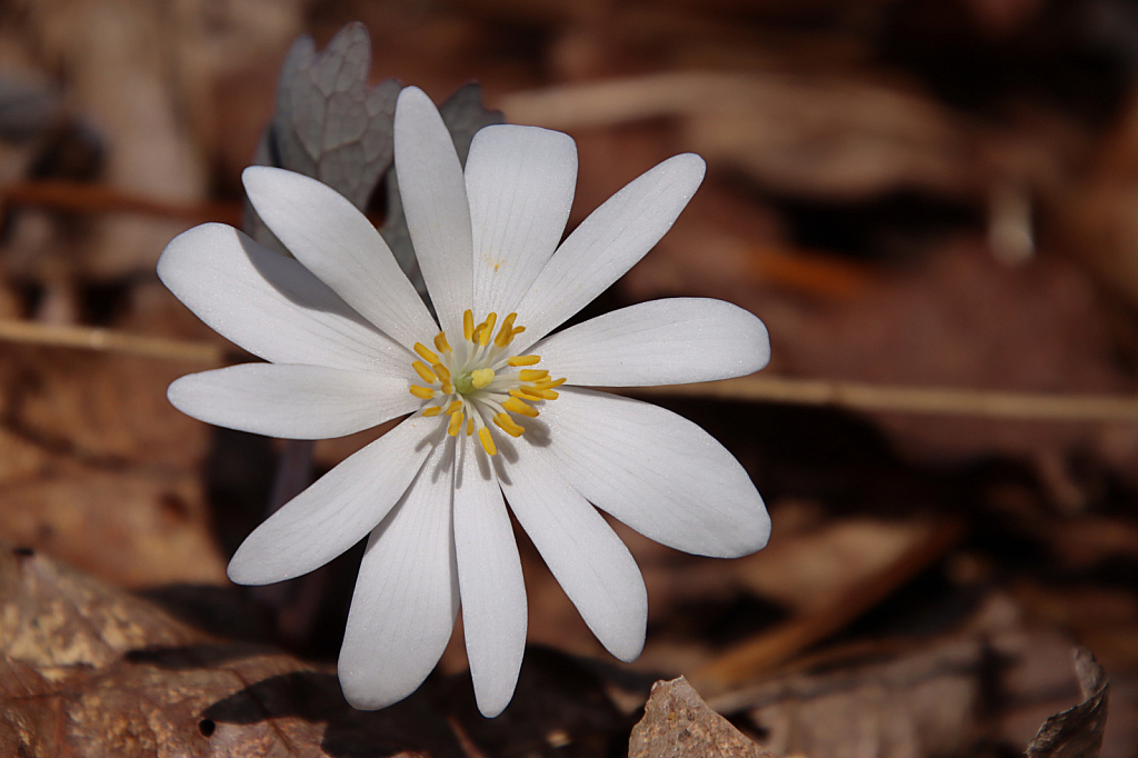 Spring Wildflower