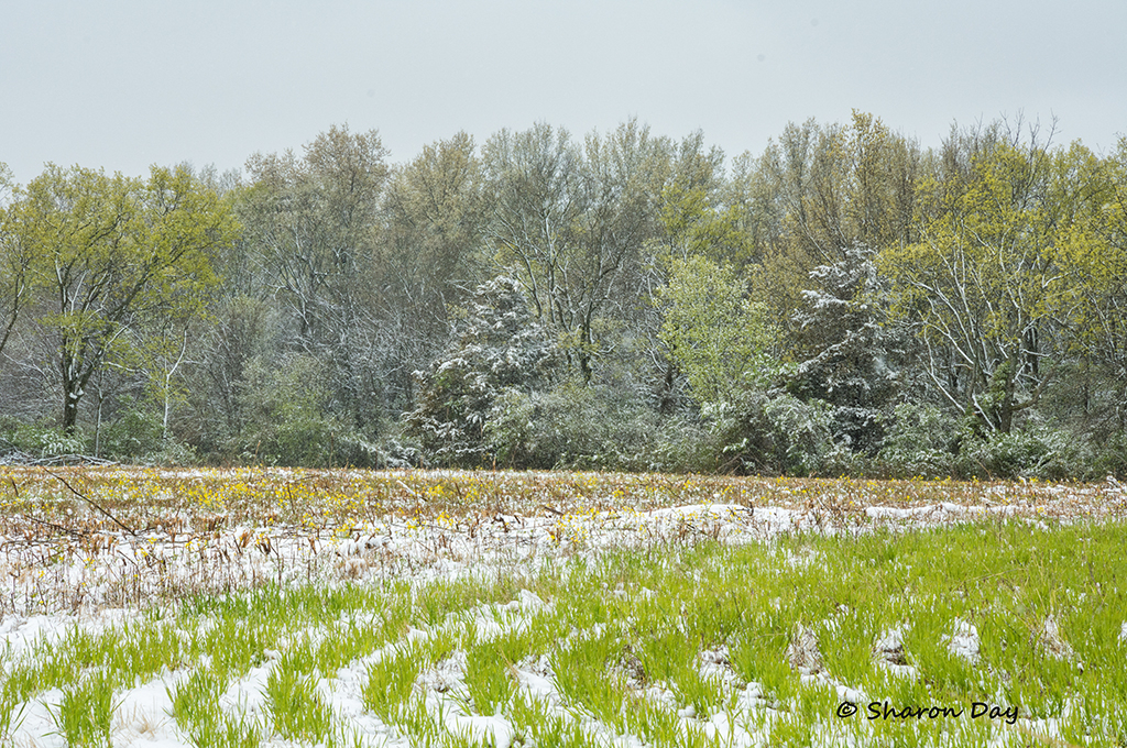 April Snow