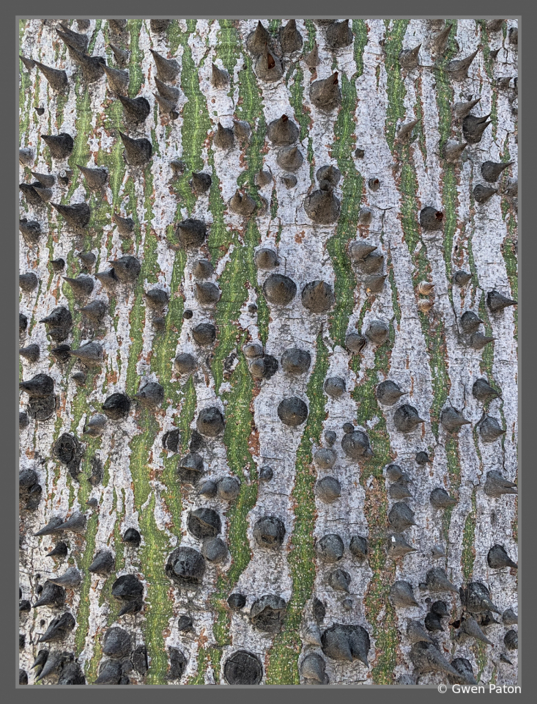 Prickly Tree Bark