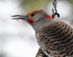 Northern Flicker