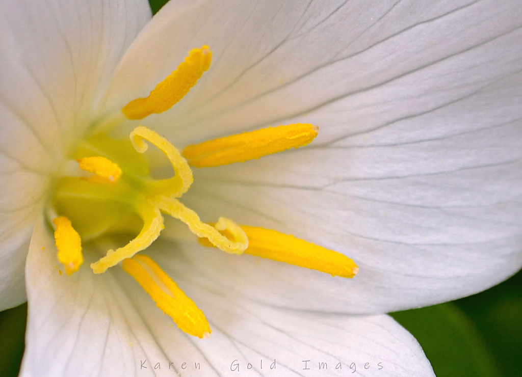 Trillium