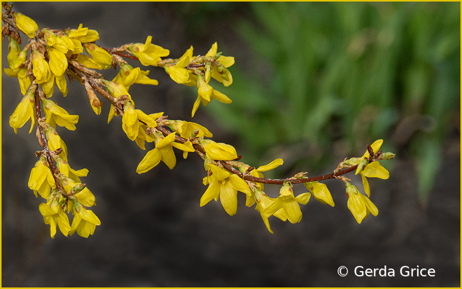 Forsythia