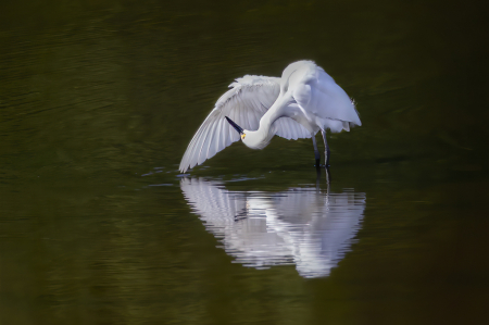 Egret Preening  