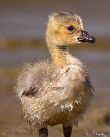 2 Day Old Gosling