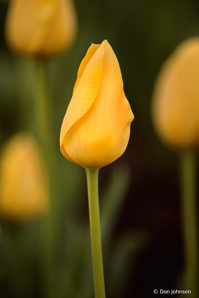 Yellow Tulip - ID: 15917726 © Don Johnson