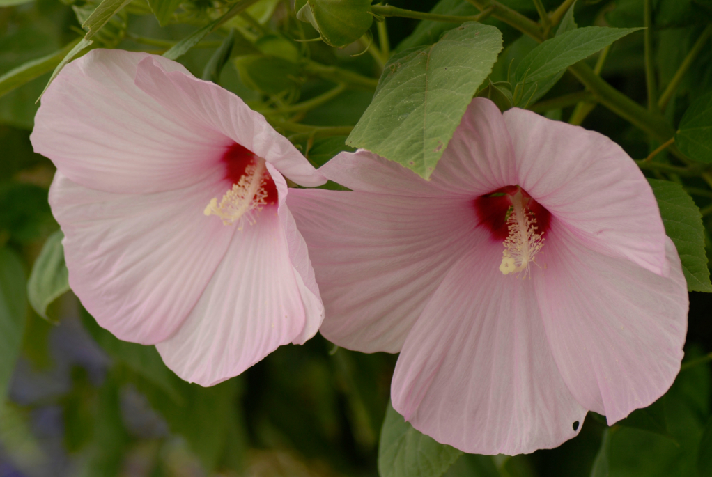 Moss Rose Hibiscus - ID: 15917729 © Kathleen McCauley