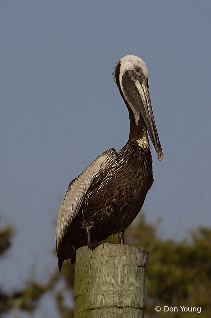 Pelican On A Pole - ID: 15917731 © Don Young