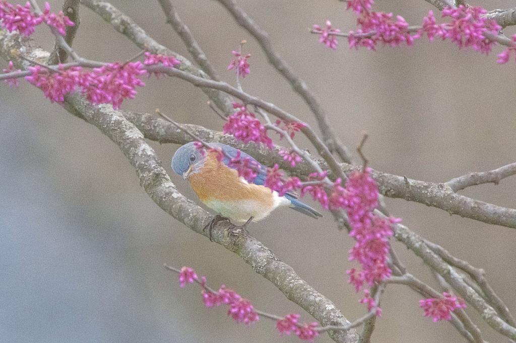 Bluebird and the Blossoms