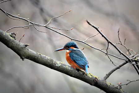 Kingfisher