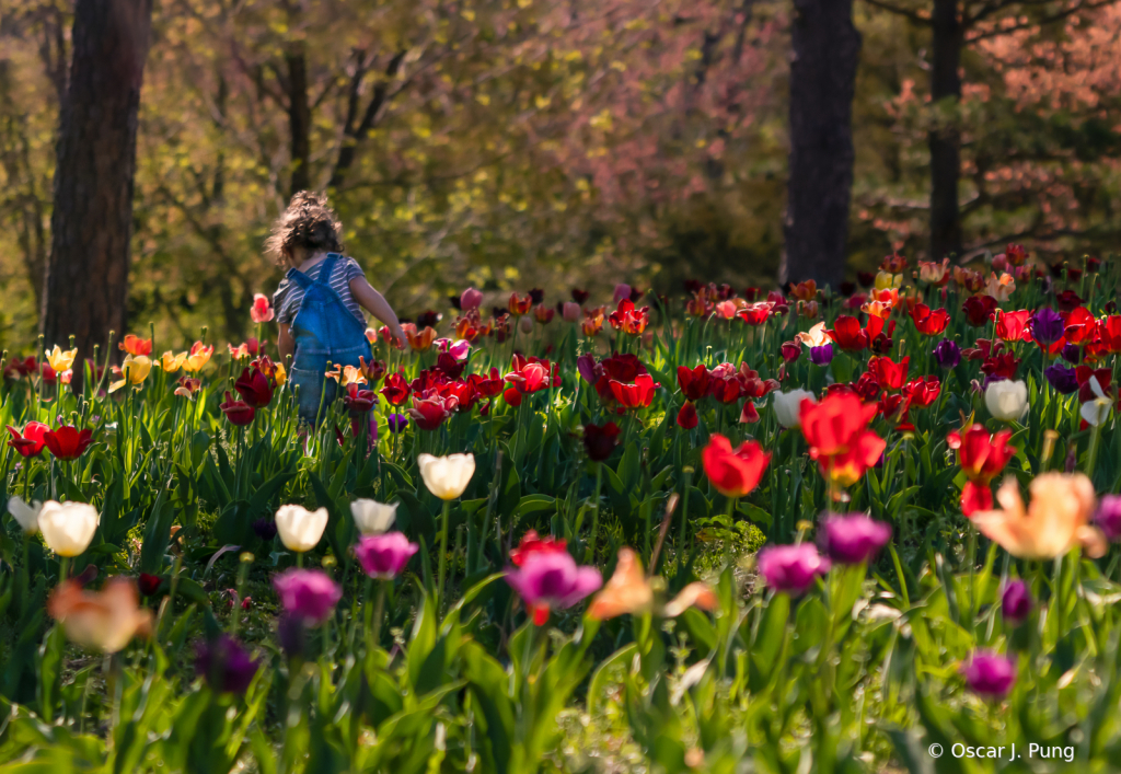 Picking Tulips