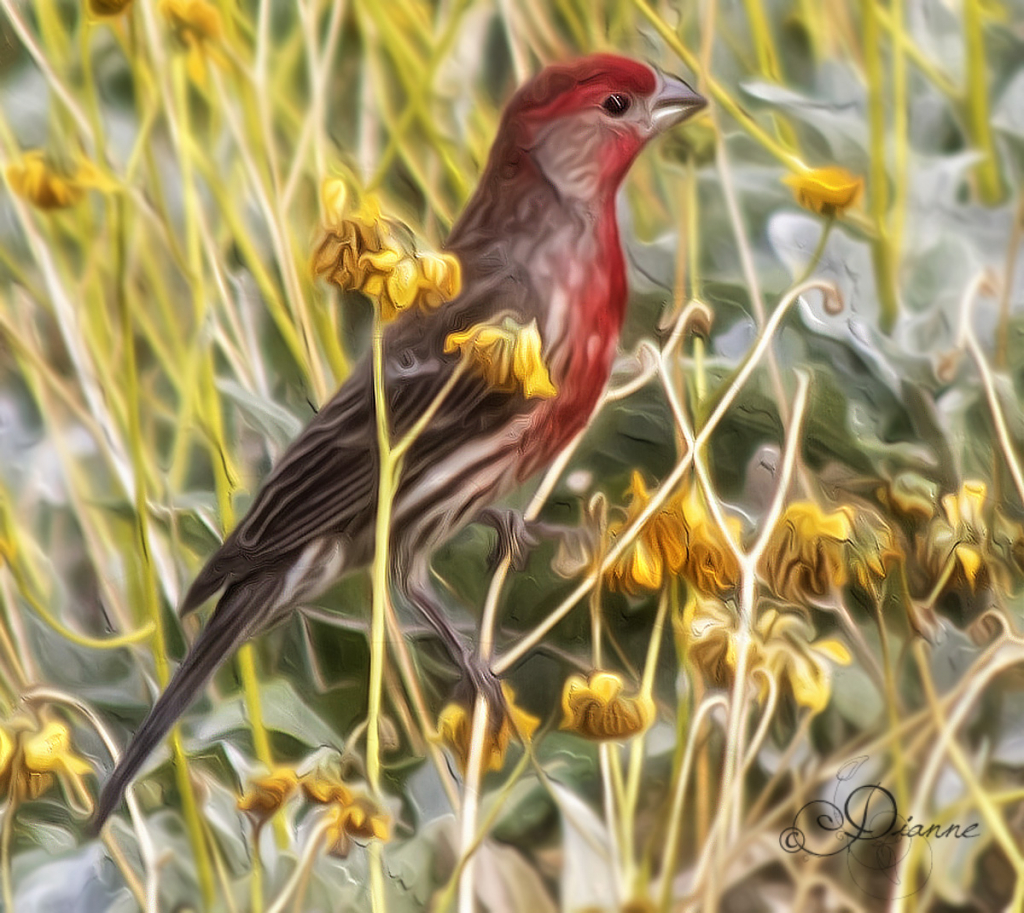 AZ House Finch