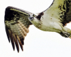 The Fly-by Scruti...