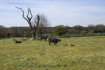 Country life!