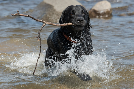 Ammo - Loves Water and Sticks!