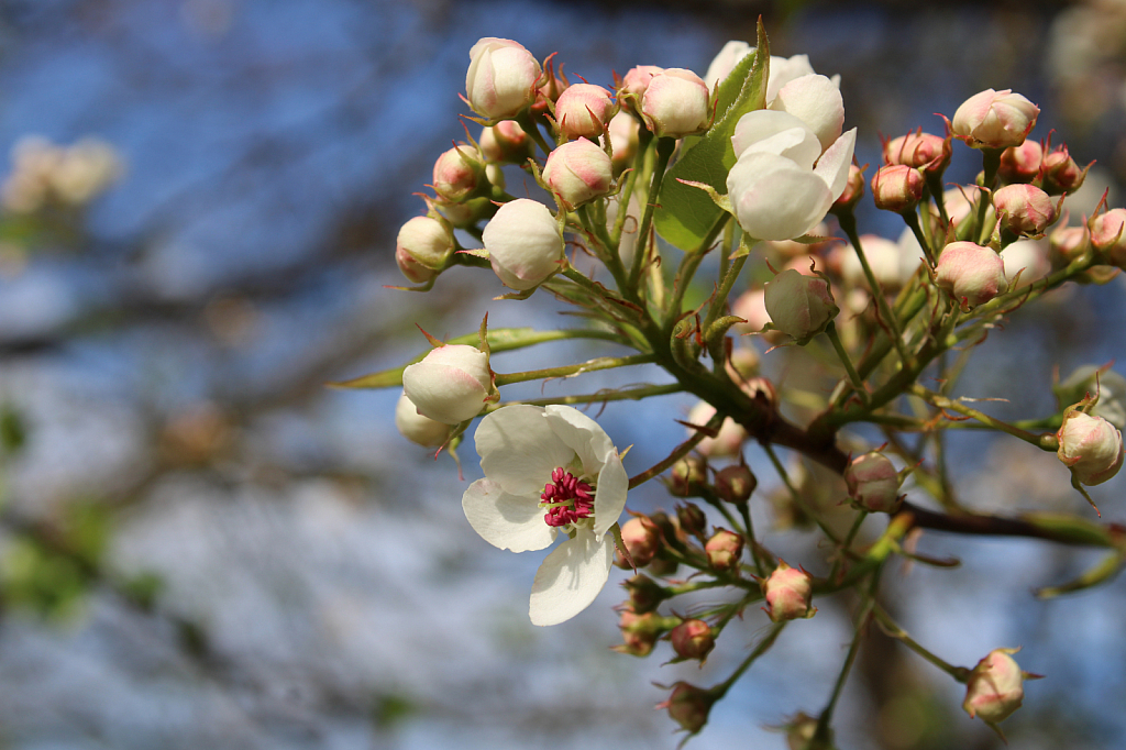 Spring Flowering Tree
