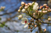 Spring Flowering ...