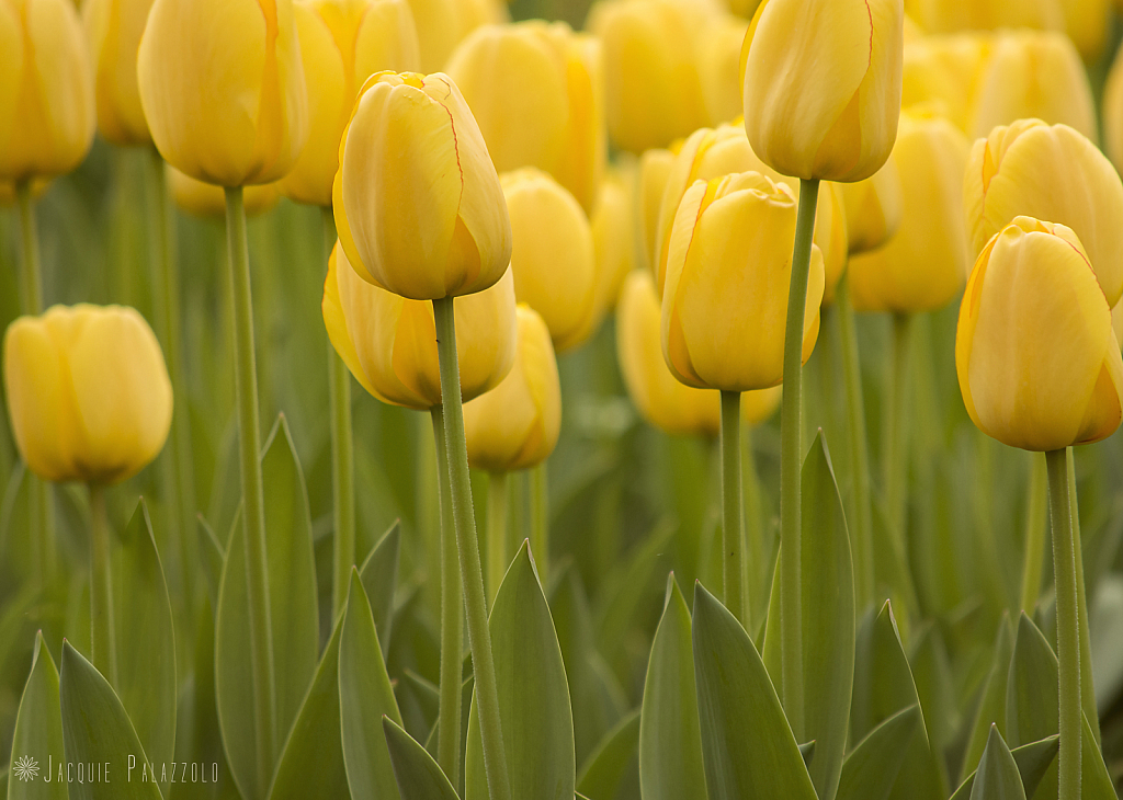 Zoo Blooms