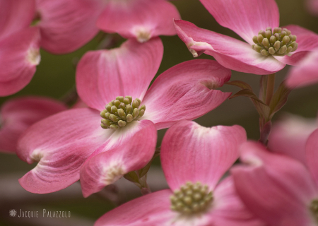 Pink Dogwood