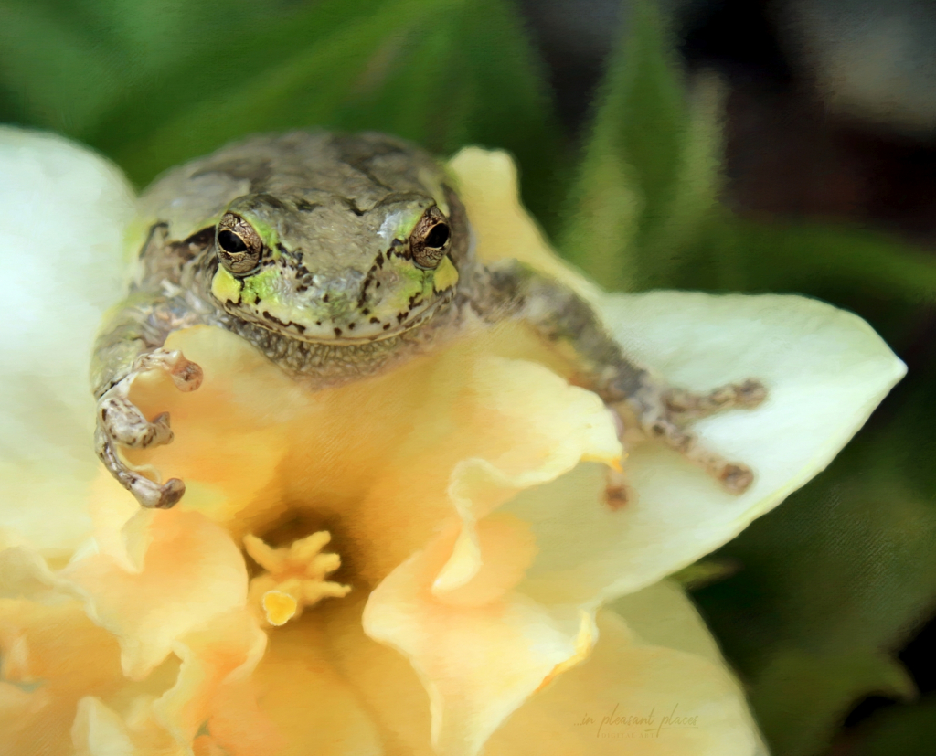 Frog and Daff