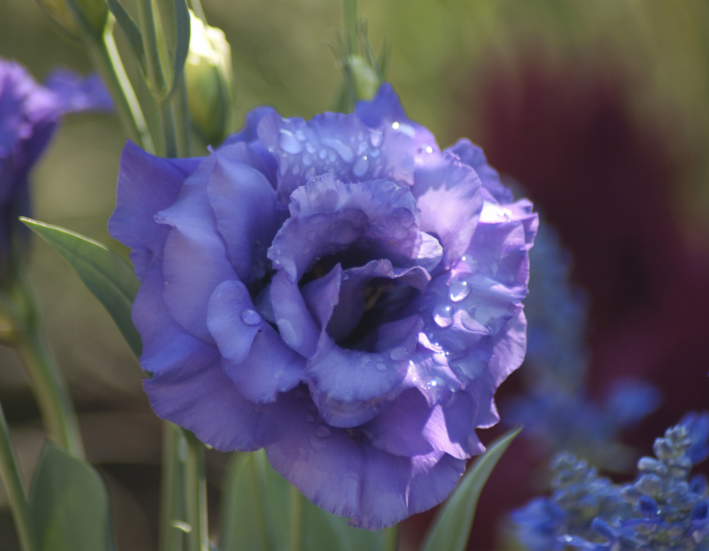 Purple Lisianthus - ID: 15918104 © Kathleen McCauley