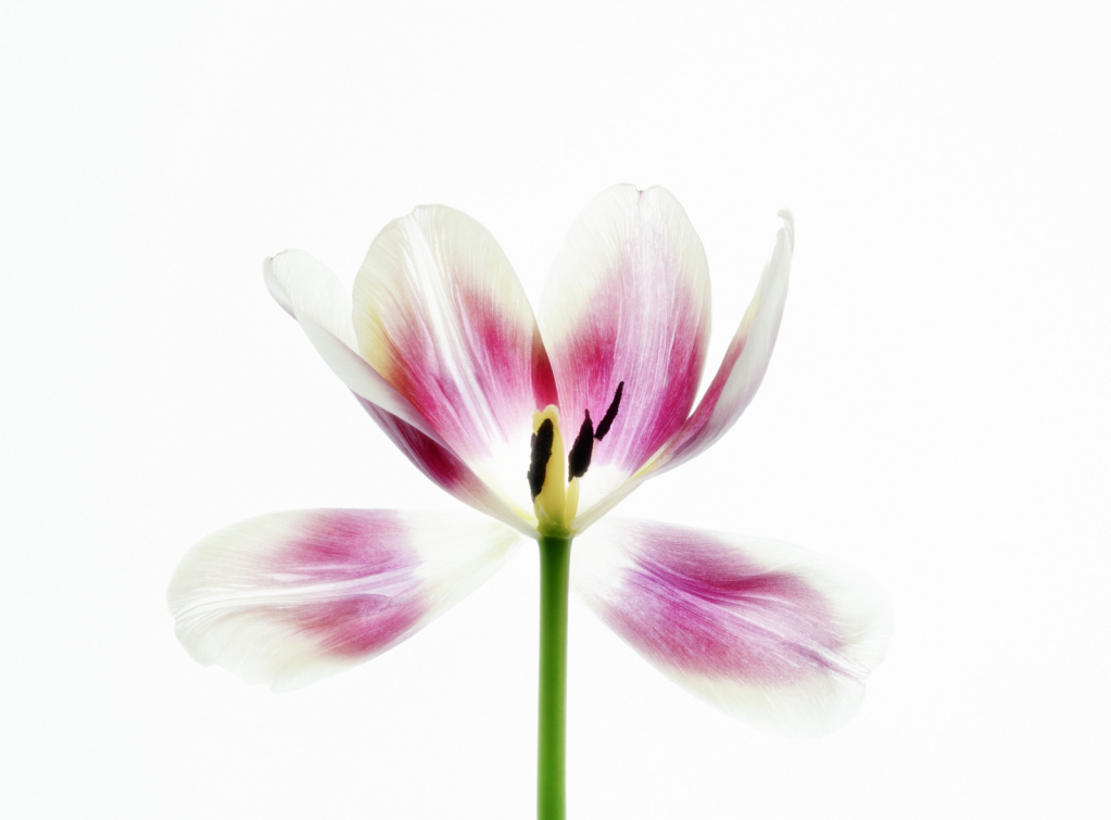 High Key Tulip - ID: 15918271 © KC Glastetter
