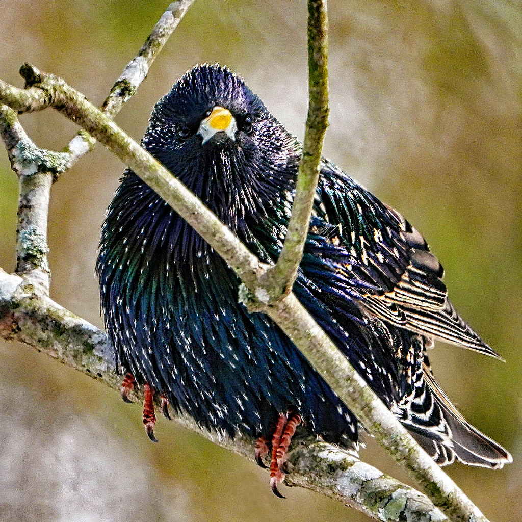 Starling - ID: 15918376 © Janet Criswell