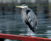 On The Dock Of Th...