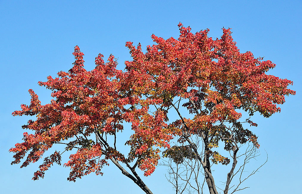 Last Autumn Treetops