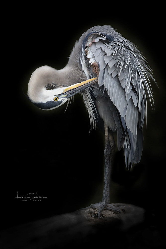 The Amazing Great Blue Heron