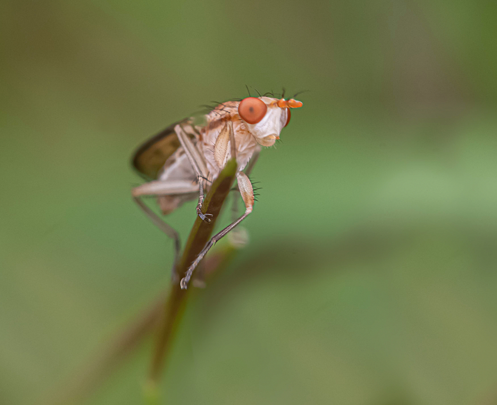 The Marvelous Marsh Fly